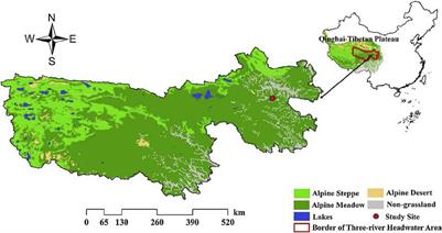 The Plant Interspecific Association in the Revegetated Alpine Grasslands Determines the Productivity Stability of Plant Community Across Restoration Time on Qinghai–Tibetan Plateau